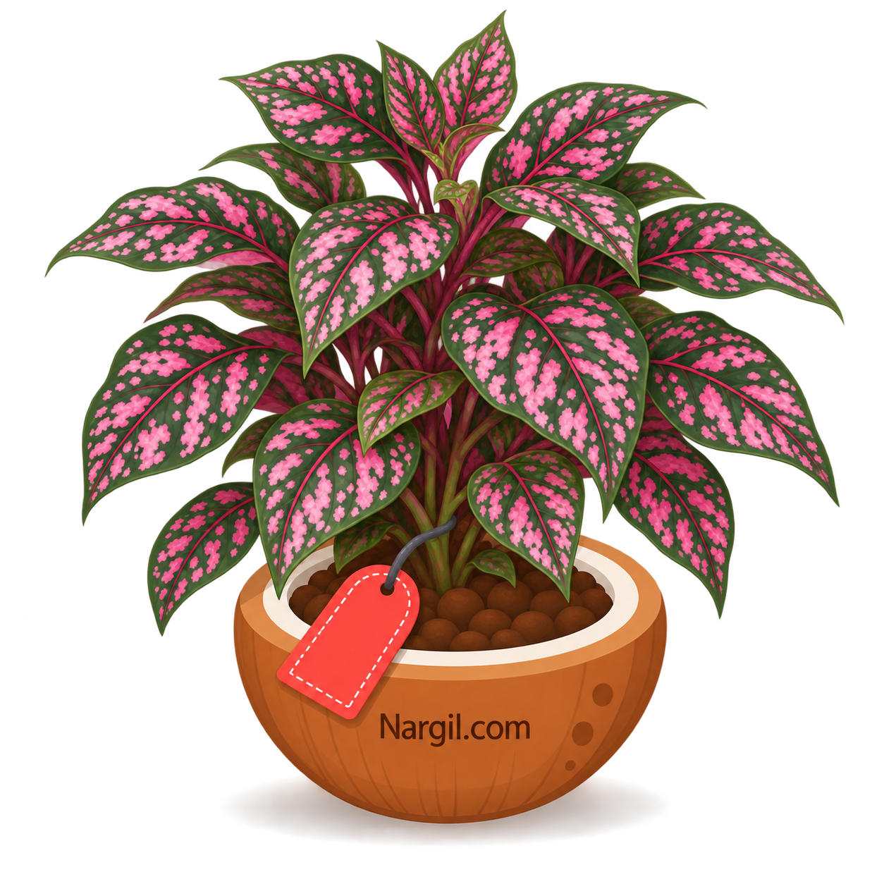 Nargil_Hypoestes Sanguinolenta